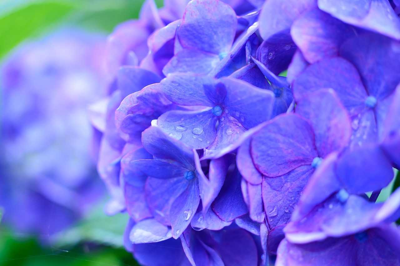 雨に濡れた紫陽花